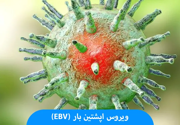 ویروس اپشتین بار (EBV)