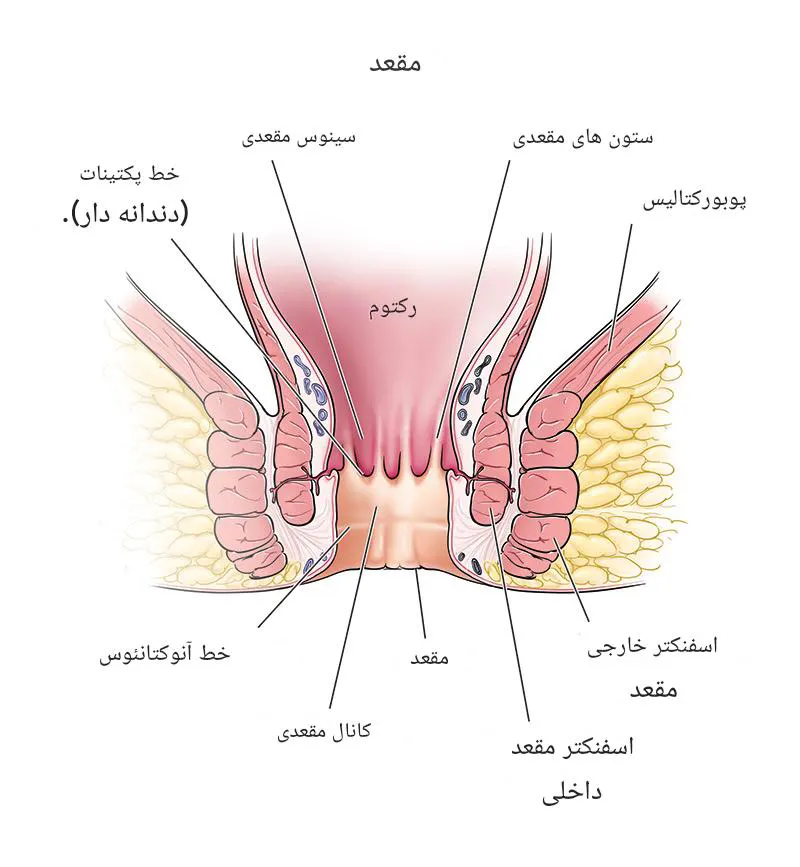 ساختار مقعد