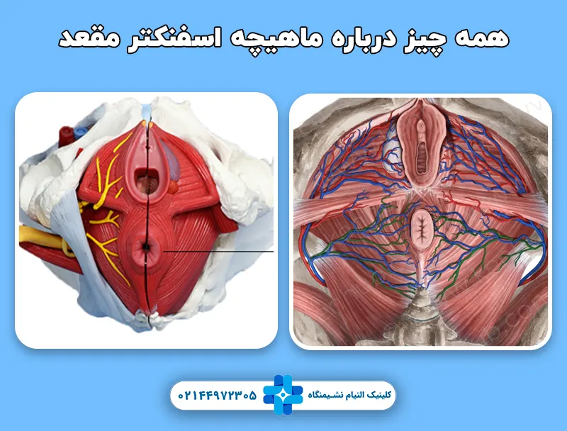 ماهیچه اسفنکتر مقعد