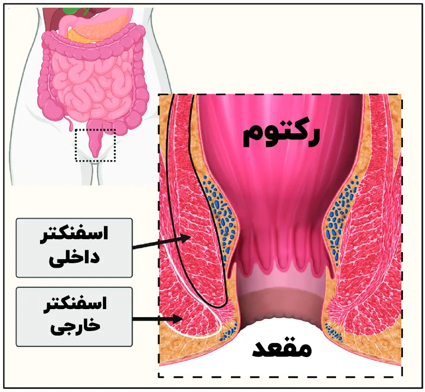 ساختار ماهیچه اسفنکتر مقعد