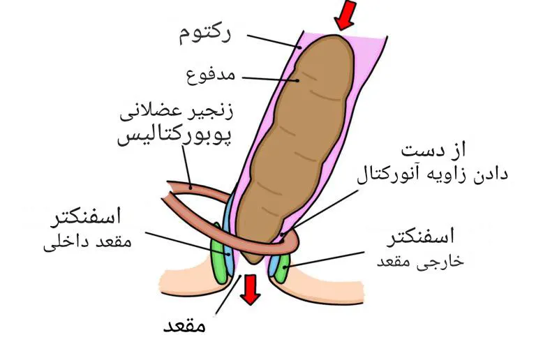 ساختار ماهیچه مقعد