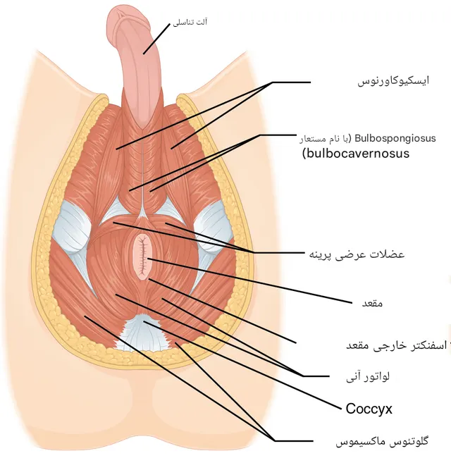ماهیچه اسفنکتر مقعد
