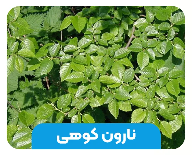 نارون کوهی