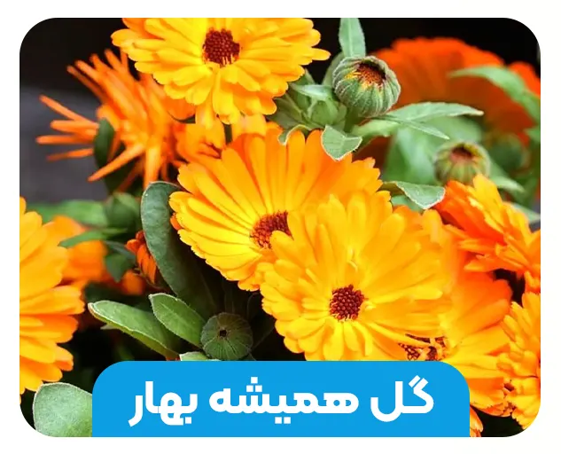 گل همیشه ‌بهار