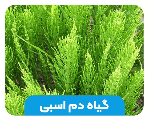 گیاه دم‌ اسبی