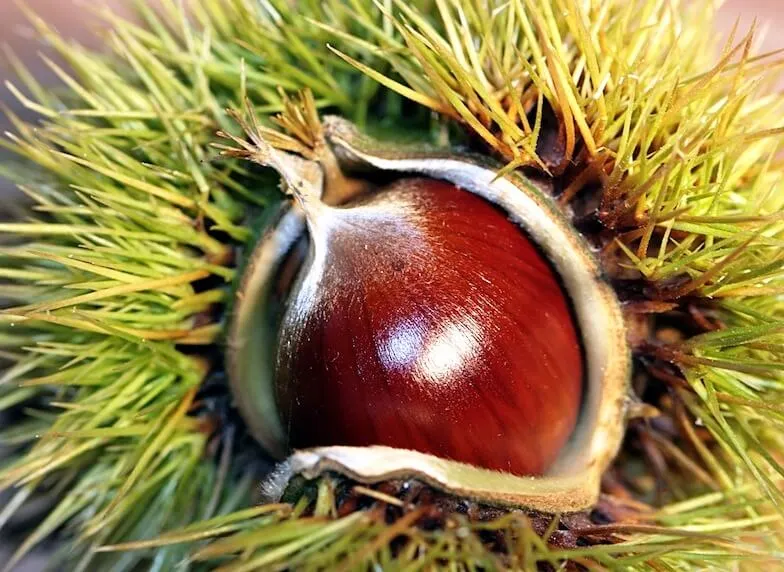 شاه‌ بلوط هندی