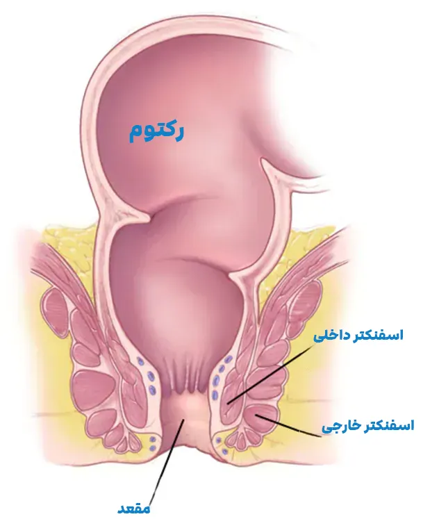 آناتومی مقعد