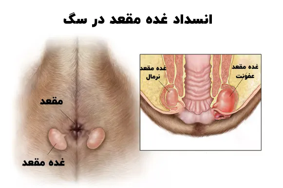 انسداد غده مقعد در سگ