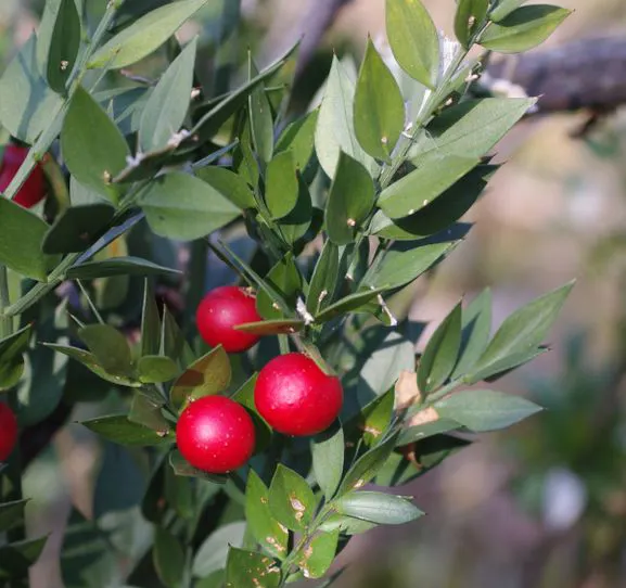 گیاه کوله خاس