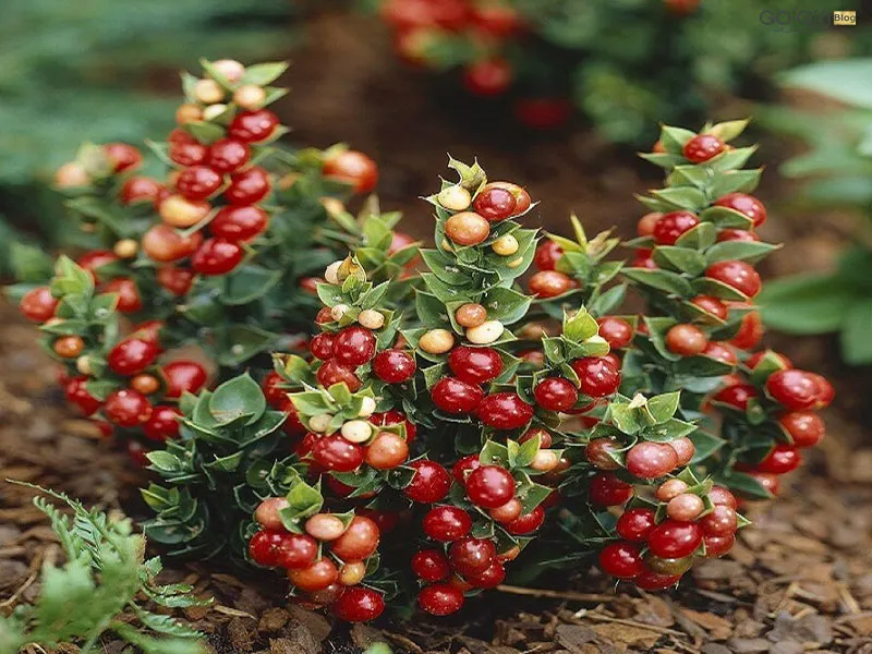 گیاه کوله خاس